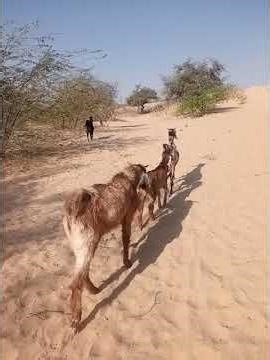 male💪goat😬testing😜hello😂123😁