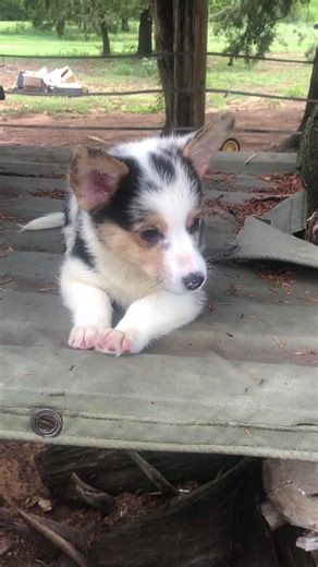 Adorably cute 🥰 blue merle corgi. #hatcreekcorgis #hatcreekmerlecorgis #hatcreekcorgisrock #corgisforsale #pottytrainedpuppies