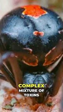 Deadly Redback Spiders: Bites, Venom, and Gruesome Mating! #shorts
