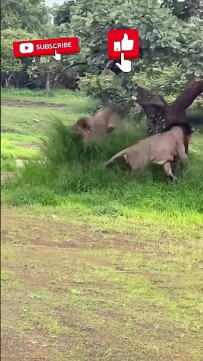 Two Male Lions Play Together | Powerful Yet Playful Moment in the Wild 🦁🔥