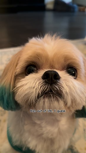 Allyson Evans (Josie, Molly, Harley) on Instagram: "Where’s your report card Derek??… Audio: @jasonbankscomedy #ilovemydog #ilovemyshihtzu #dogoftheday #shihtzunation #dogs #shihtzuclub #iloveshihtzus #cutedogs #shihtzulife #dogsarefamily #funny #dogsofinstagram #shihtzusofinstagram #shihtzu #shihtzulovers #dogsarethebest #dogslife #shihtzulove #welovedogs #funnyvideos #shihtzusociety #dogsarethebestpeople #dogreels #bestwoof #lifeisbetterwithdogs #cutedogsofinstagram #doglovers #shihtzuworld #i