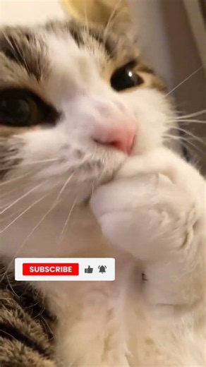 Cute & Wild Animals Compilation 🦁🐼#viral #cutebaby #foryou #animals #funnyanimals