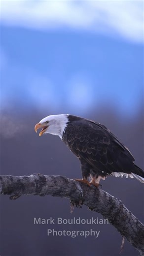15K views · 1.3K reactions | Whenever you hear the sound of a bald eagle on TV, you’re actually hearing a red-tailed hawk. Bald eagles actually have more of a chirp sound like this :) #baldeag | Mark Bouldoukian Photography | Facebook