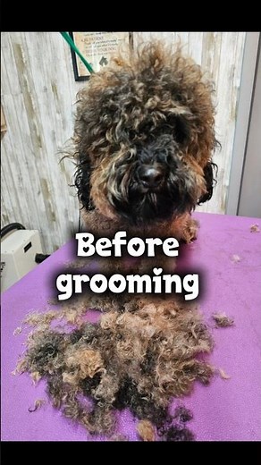 Bichon Poodle mix Before and after grooming