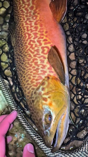 Throw back to one of the coolest fish Ive ever caught. Hopefully I can find him again when hes more kyped up. #tigertrout #Flyfishing #leech #lakefishing #beautifull