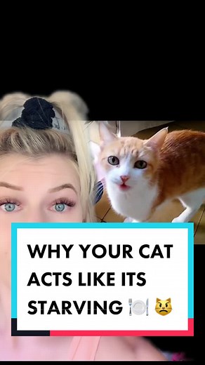 Understanding Whisker Fatigue in Cats