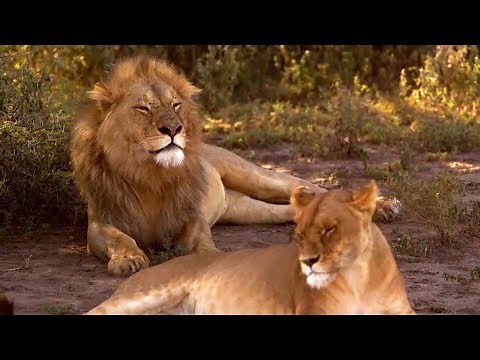 Arthur L’aventurier - Lion, lionne, lionceaux