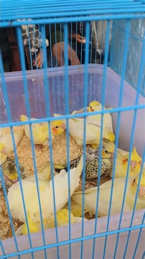 Baby cocktail birds for sale | Galiff Street bird market | Low price birds | Cockatiel birds #pets