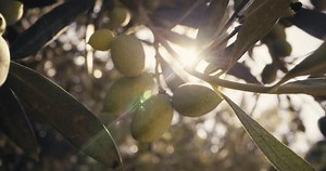 Macro video of olives growing on a tree branch in the garden. Olive orchards and their fruits. High quality 4k footage