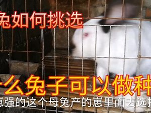什么样的兔子适合做种？种兔如何去挑选？还有兔子的繁殖年龄