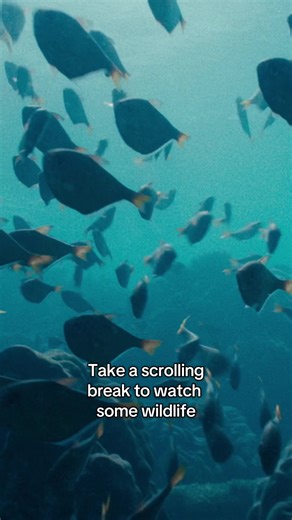 Did you know it’s World Wildlife day today? 🐟 #wildlife #movie #ocean #australia #diving