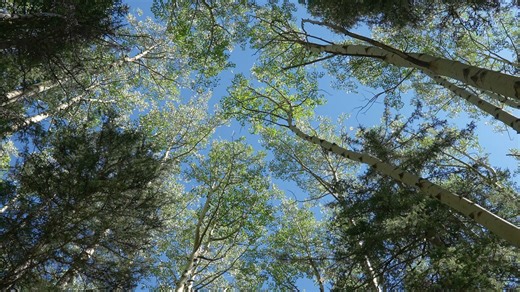 Trees, Overhead, View. Free Stock Video