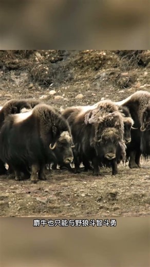Musk oxen unite to protect their calves, outwitting and outfighting wild wolves.