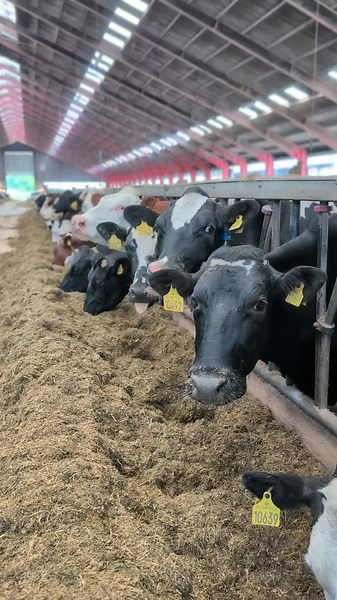 time for dinner 😋🐮 #denmark #danmark #cowsfarm #farmlife #agriculture #farming #cowtiktok #happycows