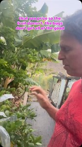 Want to know how to get rid of not only ants, mealy bugs, aphids, and sooty mold all in one simple 5-minute pest control application, but also treat coconut rhinoceros beetle, avocado lace bug, rose beetle, scale, fruit ravaging birds & rats, and even stop the mosquitos from bugging you with organic compounds that are safe for you, your family, your pets, AND the environment? Then come to my Organic Pest Control Workshop on Sunday August 31st at Waikiki Elementary School. This is a little teaser