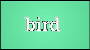 Bird Meaning