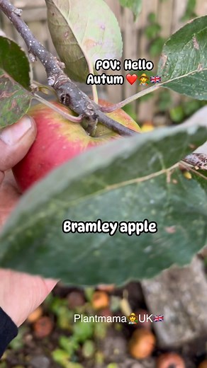 Hello Autum : Season is changing . Two of my favourite ❤️👨‍🌾🇬🇧 Roy Carmona #fbstyle #fypシ゚ #gardening #seasonchange #pinoyabroadreels #followerseveryone | She Carmona
