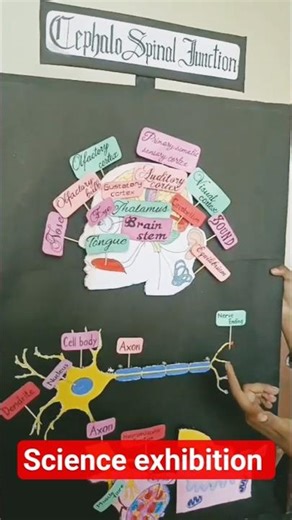 cephalic Neural Junction working model | Brain working model | Nervous system working model