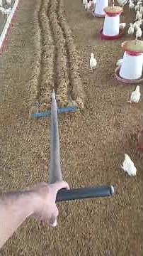 🥺“How to Use Panja in Poultry🐔Farm |👉 Shilka Dry Best Method”💪#poultry #chicken #murgi #broiler