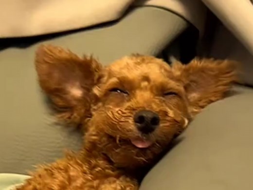 外教带着笑脸睡觉，被摸摸哥骚扰