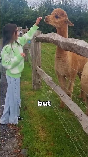 Why Do Alpacas Spit On Everyone?!