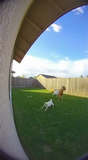 Hawk Attacks a Dog — Goat Steps In