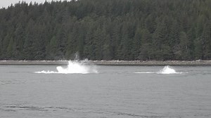 Humpback Whales "Mensa" & "Stingray" Tail slapping or lobtailing. Humpback Whales engage in a fascinating behavior known as lobtailing, where they lift their massive tail fins out of the water and bring them down with great force, creating a loud “wham” and a spectacular splash. A study observed humpback whales breaching (leaping out of the water) followed by repetitive tail slaps. The sound waves from these tail slaps travel underwater, effectively sending messages to other whales in the vicini