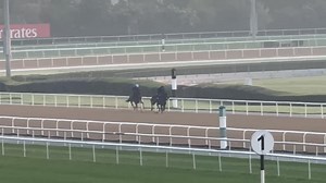 Looking good, QUID PRO QUO! 🤩 The dual South African G1 winner worked this morning ahead of next week’s G2 Cape Verdi. #DubaiCarnival | RacingDubai