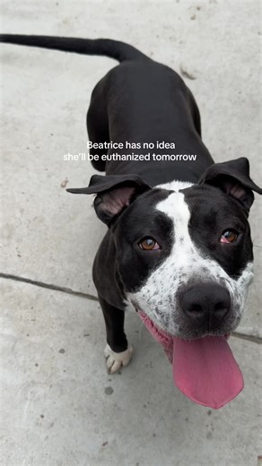 Urgent: Find a Home for Beatrice - Rescue Needed
