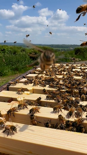 When bees aren’t happy part 2 . It looks like they don’t like my camera at all 🐝🙈 | Stanley’s bees