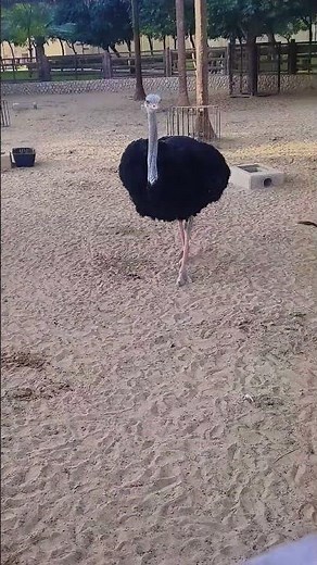 bigg gaint ostrich in the zoo #qatar #lifeisbutadream #youtubeshorts#zooanimals #zooanimalsounds