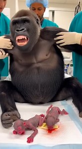 So Tiny Newborn Gorillas Just Giving Birth Look like rates newborn | Rsa Times