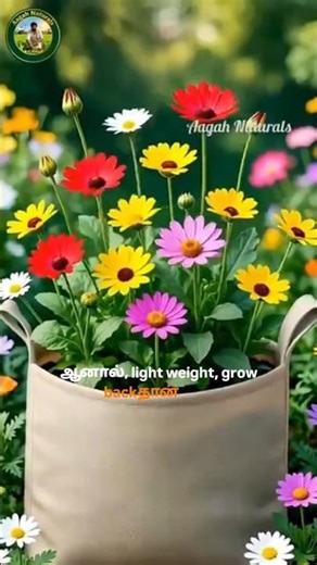 Terrace Garden Made Easy! Grow Bags Setup for Beginners 🌿✨