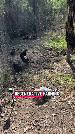 REGENERATIVE FARMING at REGENACRES FARM (get it… ReGen..like regenerative 😅) #farmlife #regenerativefarm #cowgirl