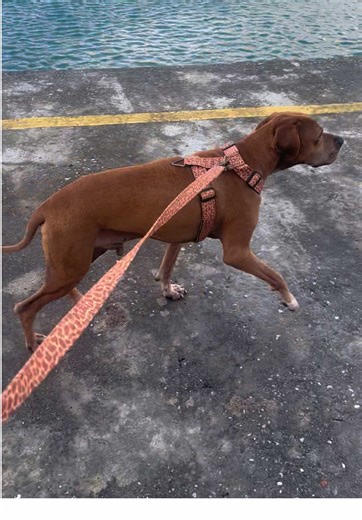 Running hits different when you’re not alone 🐕 #simbaco #dogtok #simba #running