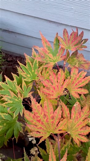 Acerholics / Japanese Maples & Conifers | Acer Palmatum “Purple Curl” in the Fall. Known for its curling variegated purple leaves and green reticulation in the spring, but this... | Instagram