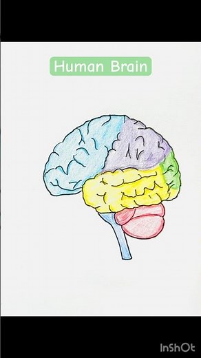 Human brain coloured drawing #stepbystep #tutorial #easy #biology #science #anatomy #howtodraw #art