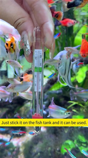 Fish Tank Thermometer: Essential for Your Aquarium