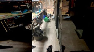 Goat Faints and Falls From Porch