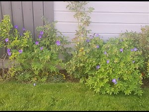 5 Varieties of Geranium Cranesbill in My Garden // Zone 5