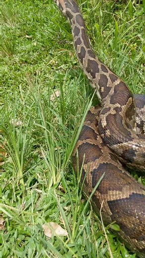 පිඹුරා Indian Rock Python 𝘗𝘺𝘵𝘩𝘰𝘯 𝘮𝘰𝘭𝘶𝘳𝘶𝘴 #srilanka #wildlife #snake #viral #fyp