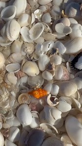 121 reactions · 16 shares | Beautiful juvenile Horse conch with a tiny little crab housing inside of it! 李  Join us: 239-571-2331 www.tteasureseekersshelltours.com  Only Collect Empty Shells  #shellkiceisland #shellmarcoisland #treasureseekersshelltours #shoregoodsmarcoisland #iloveflorida | Treasure Seekers Shell Tours | Facebook