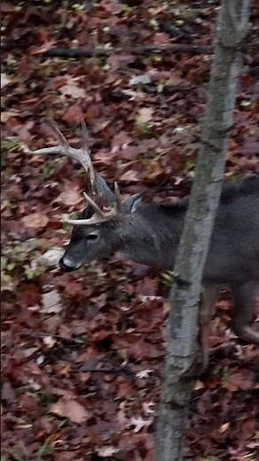 Multiple Bucks Cruising In The Timber