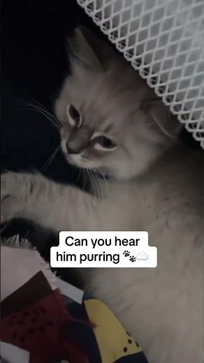 @bibicat.asmr 🥰😻 adorable cat #cat #catlovers