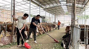 Supporting Poverty Reduction in Guangxi: from Cattle Farming to Big Data