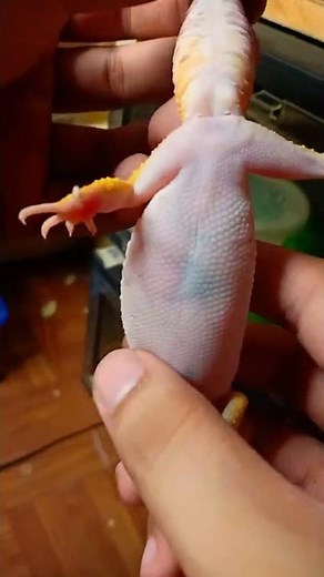 Checking if Leopard gecko is ovulating for breeding