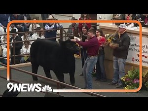 The 2024 Junior Livestock Auction at the National Western Stock Show