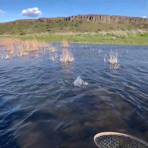 This 20" Fish Tried to Break Me OFF (Fly Fishing for Trout)