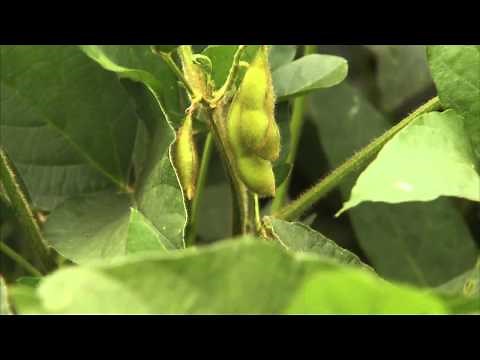 What are Soybeans? "Agriculture 101/America's Heartland"