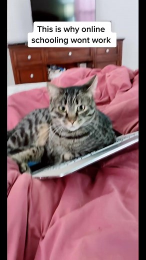 trying to put cheer tryouts online got me like #coronavirus #corona #schoolclosure #selfcare #smallgestures #cats #coachlife #fyp #foryoupage #foryou